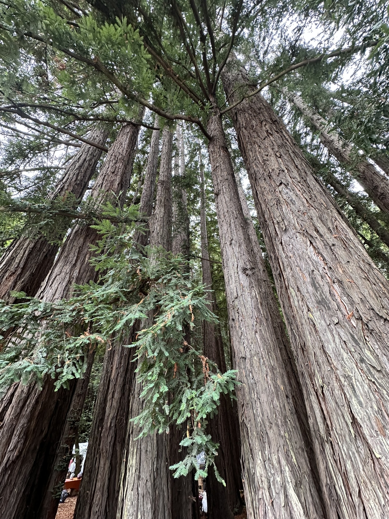 Exploring Enjoyable Issues North of the Golden Gate Bridge • We Weblog The World