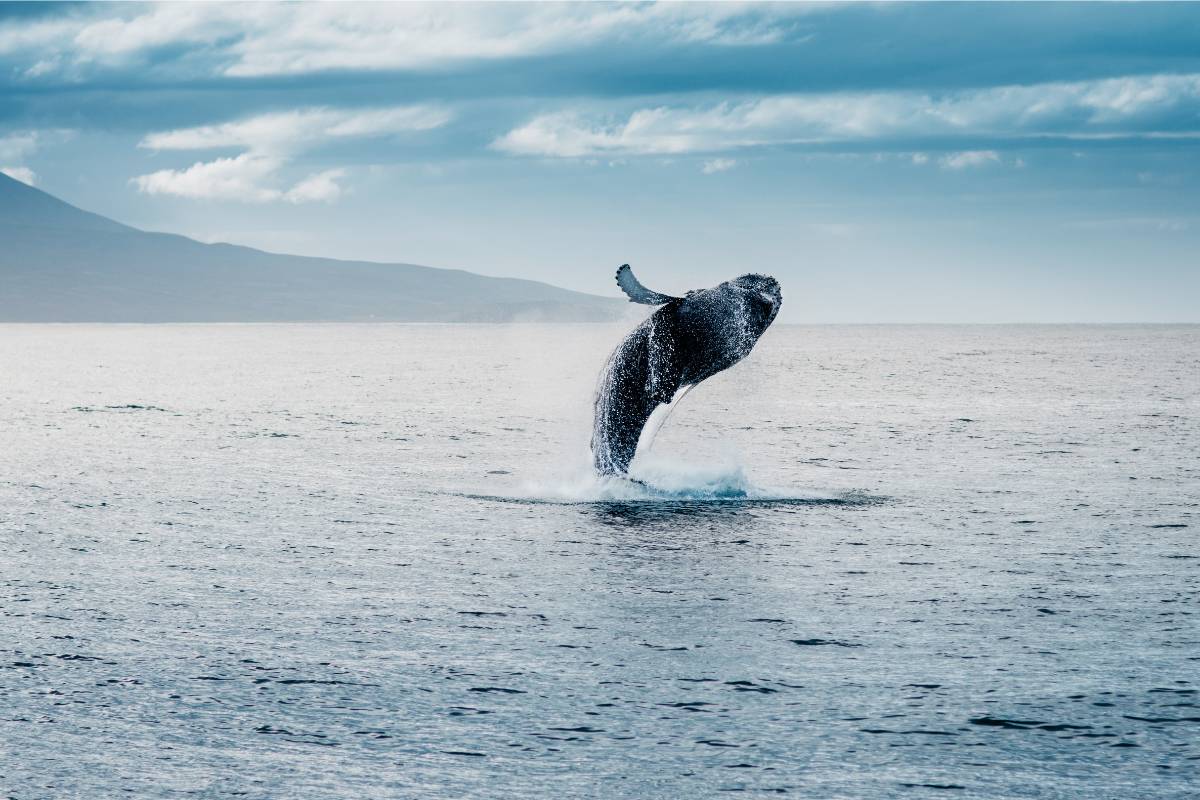 The Greatest Time to Go to Iceland for Whale Watching