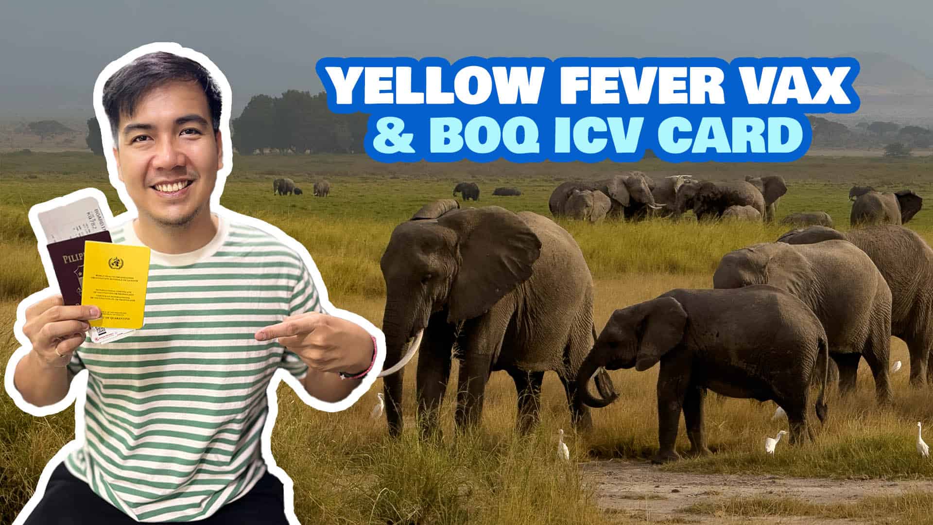 Tips on how to Get YELLOW FEVER Vaccine & ICV within the Philippines • BOQ Necessities & FAQs
