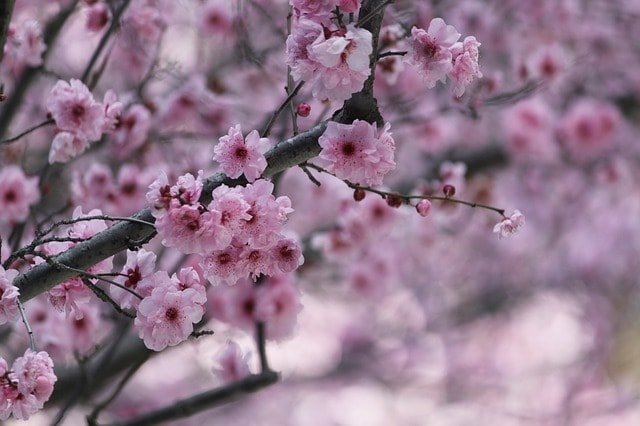 5 Quiet Cherry Blossom Spots in Japan